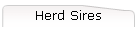 Herd Sires